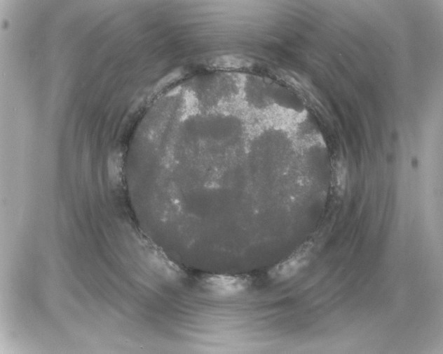 X0000085220326200704091938