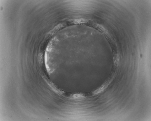 X0000085220327200704091938