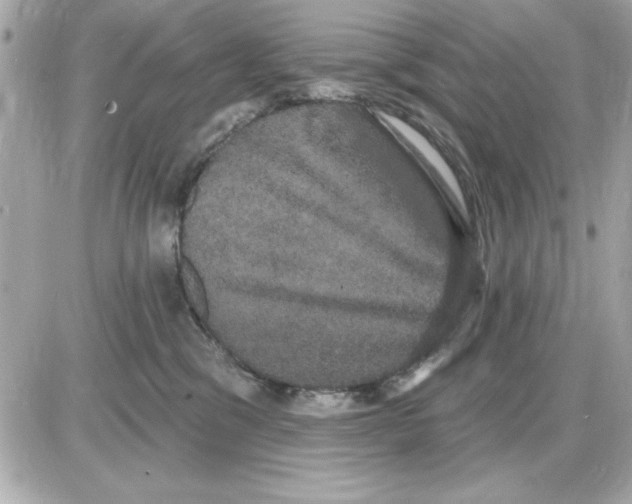 X0000085220329200704091938