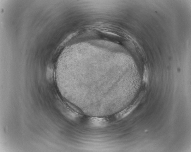 X0000085220333200704091938