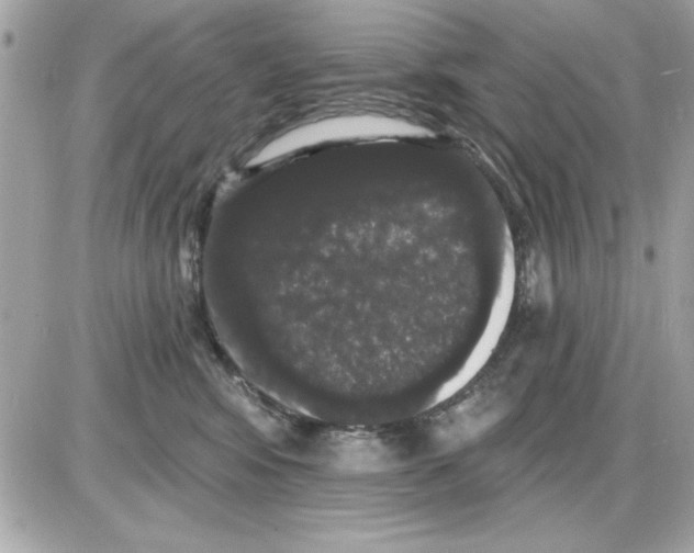 X0000085220424200704091937