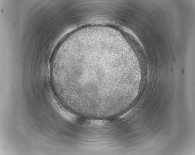 X0000085220439200704091936