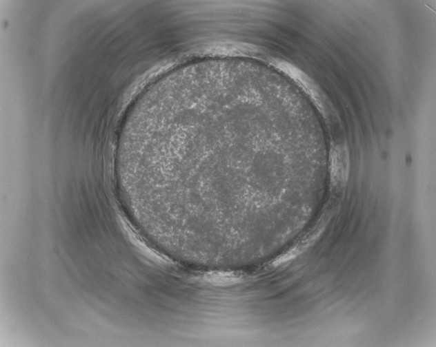 X0000085220445200704091936