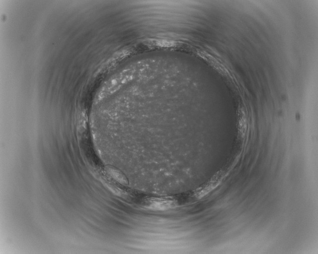 X0000085220555200704091934