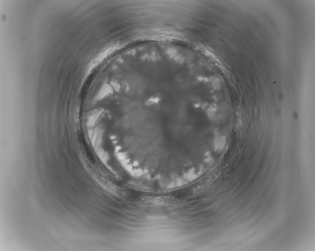 X0000085220679200704091932