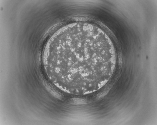 X0000085220733200704091931