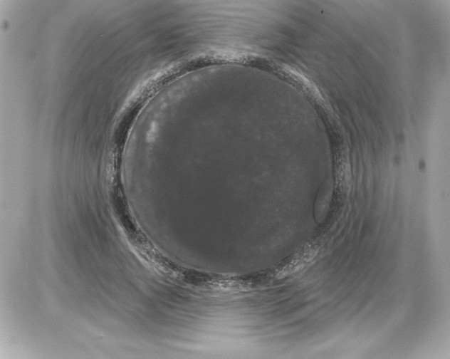 X0000085220736200704091931