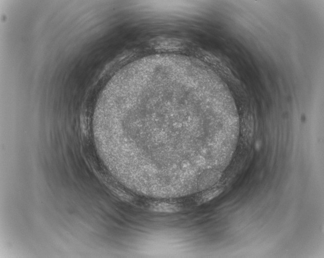 X0000085220755200704091931