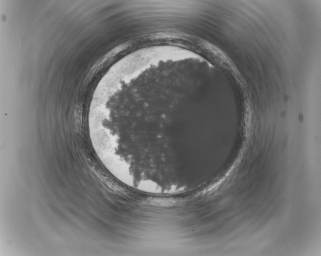 X0000085220825200704091929