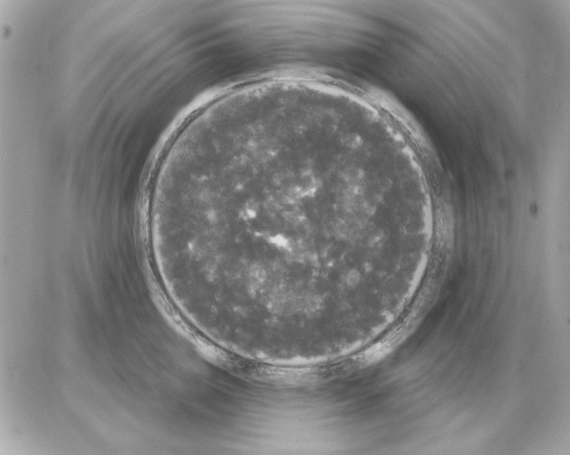 X0000085220856200704091930