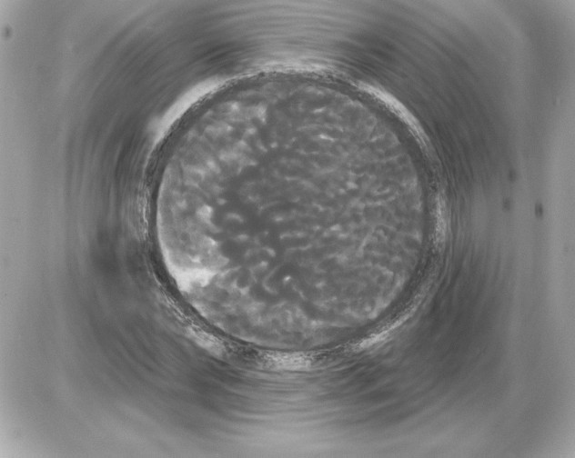 X0000085220878200704091929