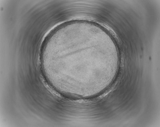 X0000085220880200704091929