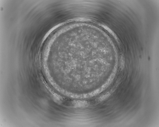 X0000085220886200704091929