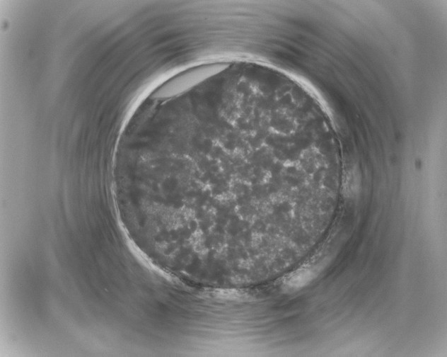 X0000085220903200704091929