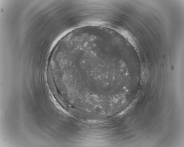 X0000085220904200704091929