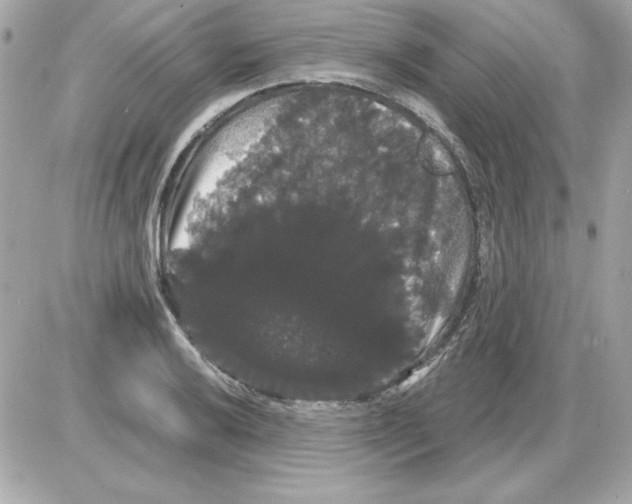 X0000085221032200704091926