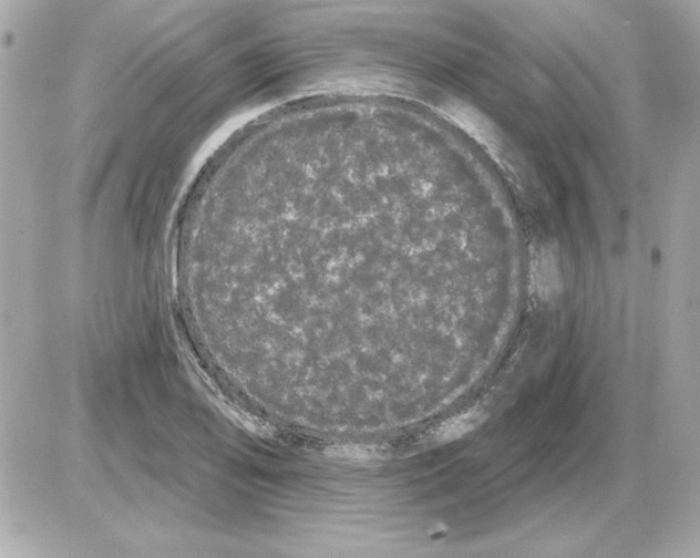 X0000085221078200704091926