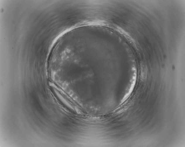 X0000085221174200704091924