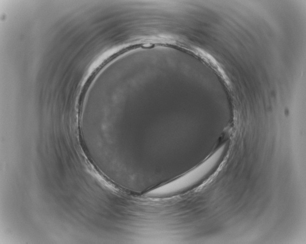 X0000085221184200704091924