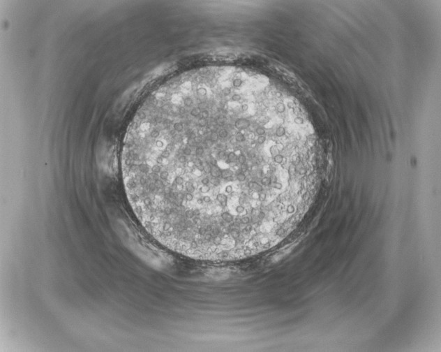 X0000085221204200704091923