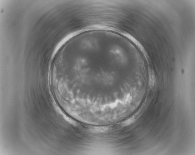 X0000085221294200704091922