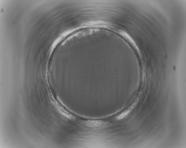 X0000085221336200704091922