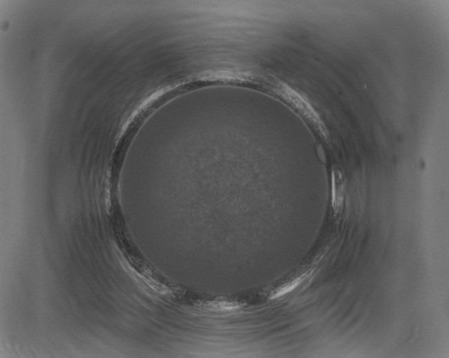 X0000085230204200703091200