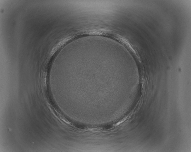 X0000085230299200703091158