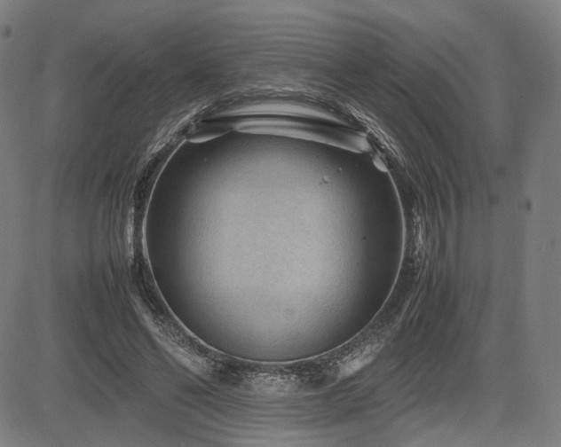 X0000085230494200703091155
