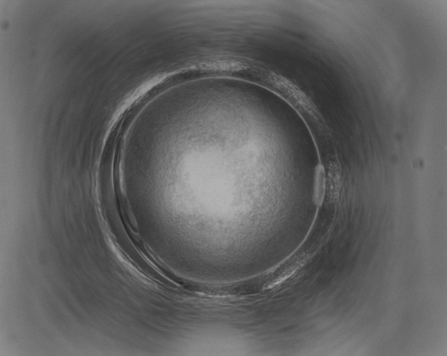 X0000085230726200703091150