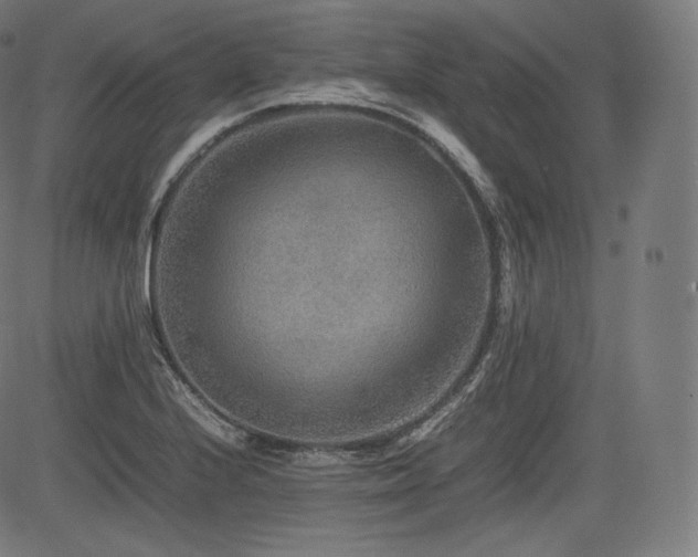 X0000085231224200703091143