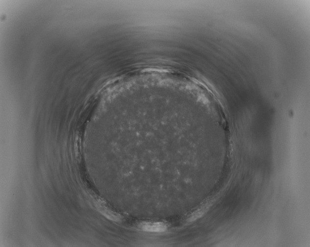 X0000085230169200703161319