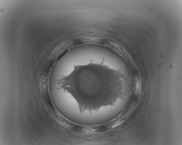 X0000085230701200703161311