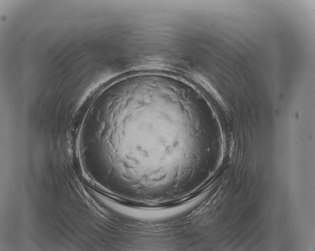 X0000085231356200703161300