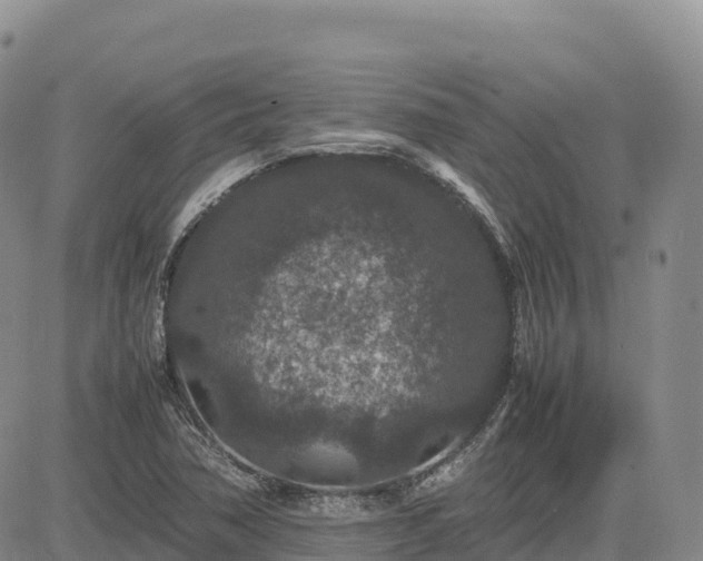 X0000085231362200703161259