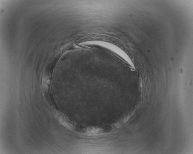 X0000085230235200703231607