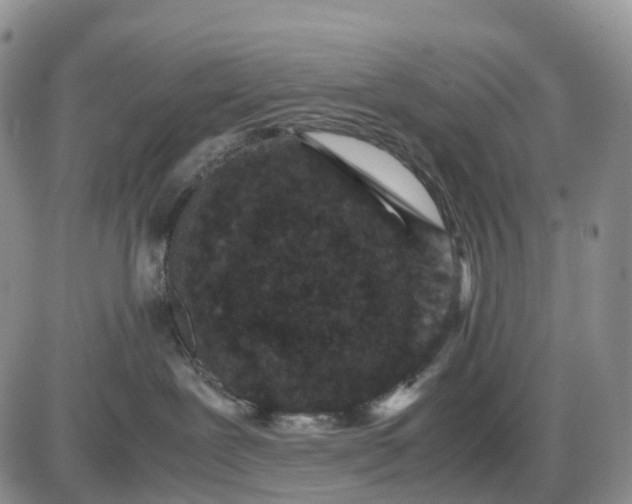 X0000085230239200703231606