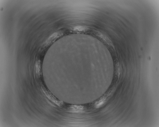 X0000085230328200703231605