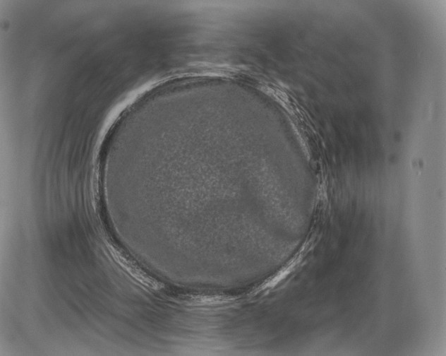 X0000085230342200703231604
