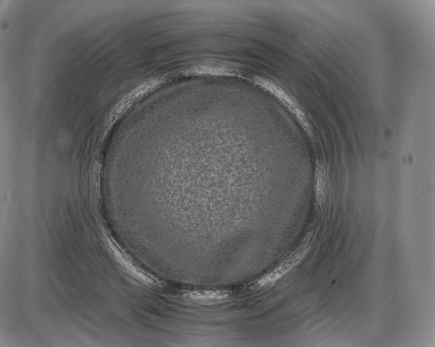 X0000085230445200703231602