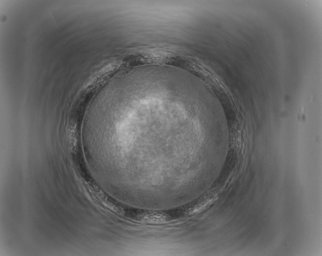 X0000085230599200703231600