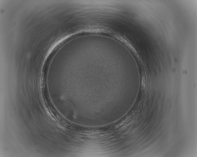 X0000085230724200703231557