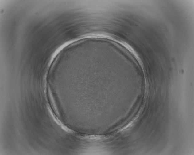X0000085230862200703231556