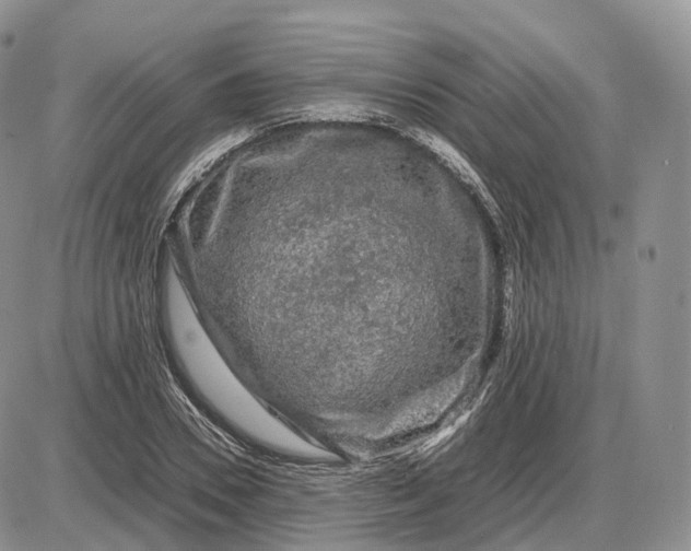 X0000085230930200703231554