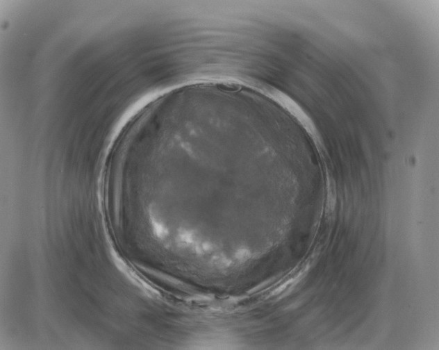 X0000085230958200703231555