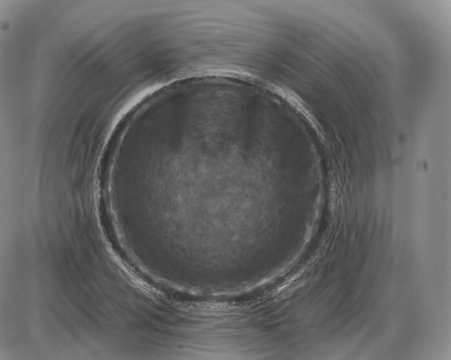 X0000085231024200703231553