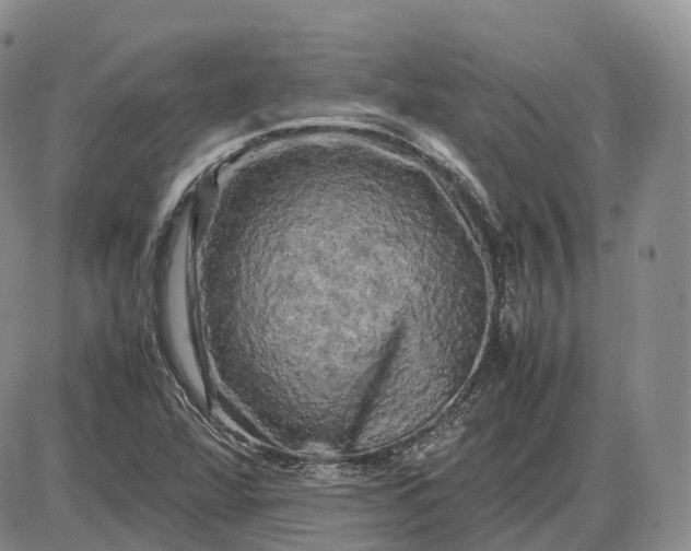 X0000085231360200703231547