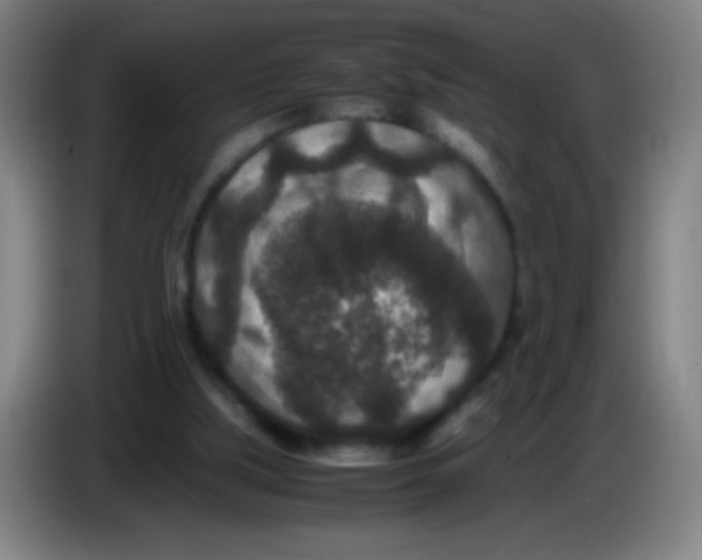 X0000085230059200703301734
