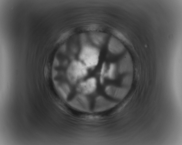 X0000085230165200703301733
