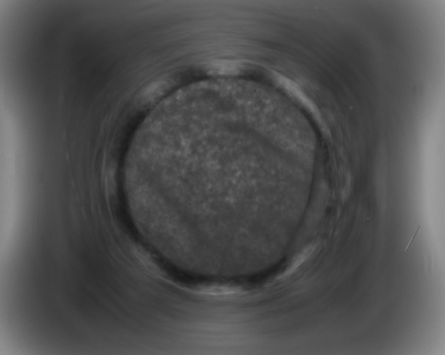 X0000085230209200703301733